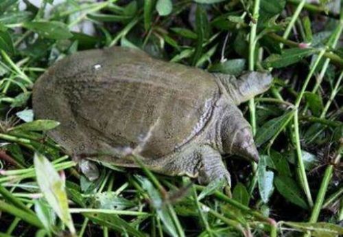 山龟养殖指南：宠物爱好者必看