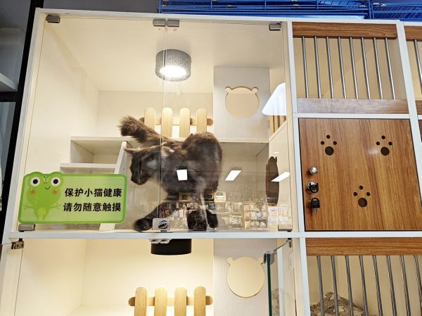 ▲宠物猫寄养在猫舍里。