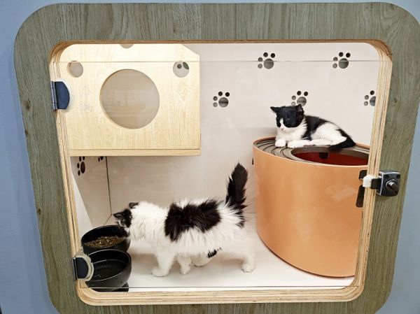 ▲宠物猫寄养在猫舍里。 本报记者黎兆齐 摄