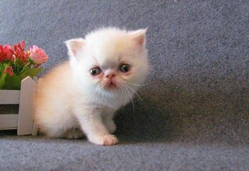 不建议，猫咪不宜吃旺仔小馒头。