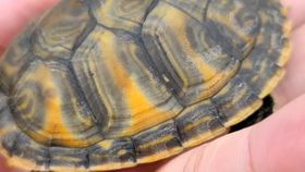 玉米蛇静养需要多长时间？