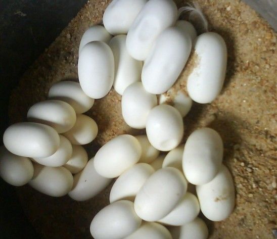 人人都说蛇是卵生,怎么这条是胎生的呢?那么它是哺乳动物吗