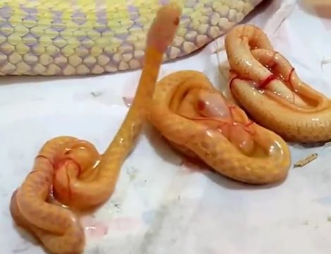 人人都说蛇是卵生,怎么这条是胎生的呢?那么它是哺乳动物吗