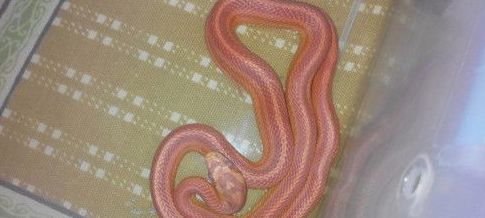 玉米蛇怎么分公母 用探针插入泄殖腔来分辨