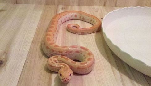 玉米蛇怎么分公母 用探针插入泄殖腔来分辨