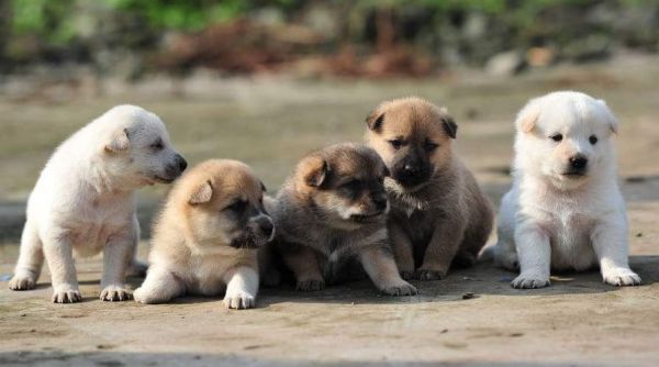 宠物上海国际托运血清检查_宠物蛇托运动物健康免疫证_宠物蛇出入境检验检疫卫生证书