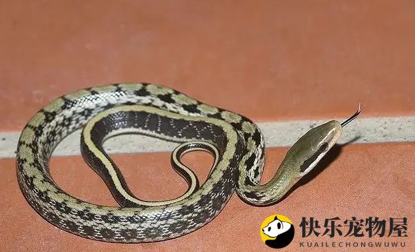 黑眉锦蛇能养出感情吗？答案令人意外！