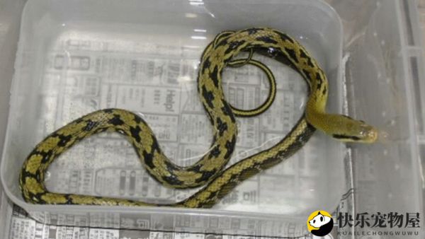 黑眉锦蛇能养出感情吗？答案令人意外！