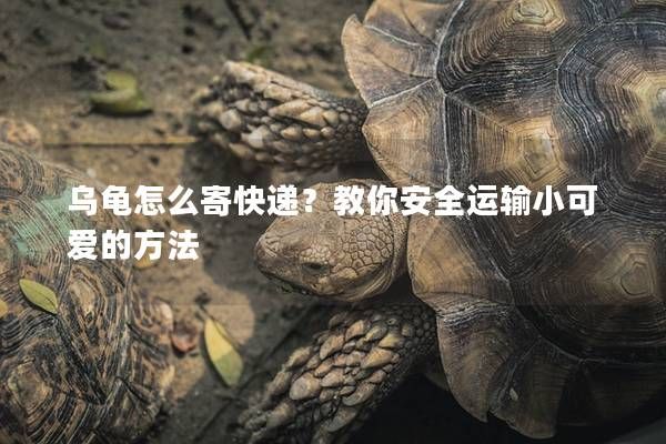 乌龟怎么寄快递？教你安全运输小可爱的方法