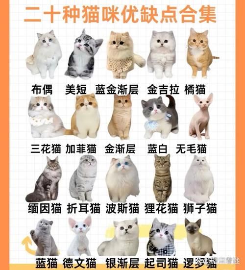 十大适合家养的猫排名_选对猫咪，为家添欢乐