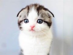 猫苑直销多只折耳猫宝宝,身体健康 品相好价格合理