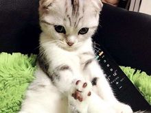 超萌 折耳猫 找新家啦-多只可选-疫苗全