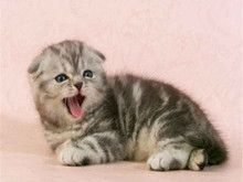 较大CFA认证猫舍自家繁殖纯种折耳猫 可上门 看父母