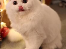 超萌 折耳猫 找新家啦-多只可选-疫苗全