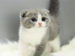 哒萌翻了可爱猫赠养中