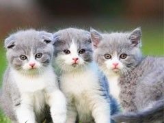 喜欢漂亮喵喵的童鞋有福喽