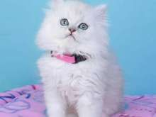 较大CFA认证猫舍自家繁殖纯种金吉拉猫 可上门 看父母