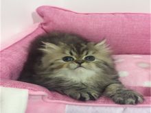 猫舍繁殖出售金吉拉可送货签协议公母都有多窝