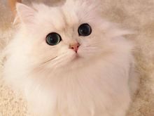 较大CFA认证猫舍自家繁殖纯种金吉拉猫 可上门 看父母