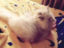 出售金吉拉可送货签协议公母都有多窝