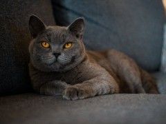 榆林加菲猫猫舍 健康纯种加菲猫出售