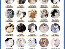 榆林正规猫舍 出售波斯猫 加菲猫 折耳猫 短毛猫虎斑猫等 来电咨询