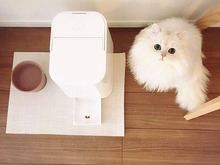 自家猫舍繁育金吉拉 包纯种 包健康