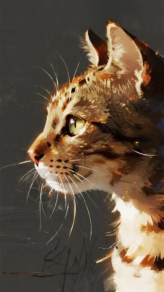 棕色白毛猫侧面特写高清图片