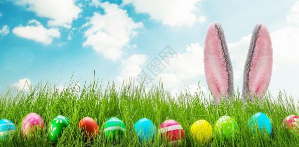 复活节兔子耳卵和草高清图片
