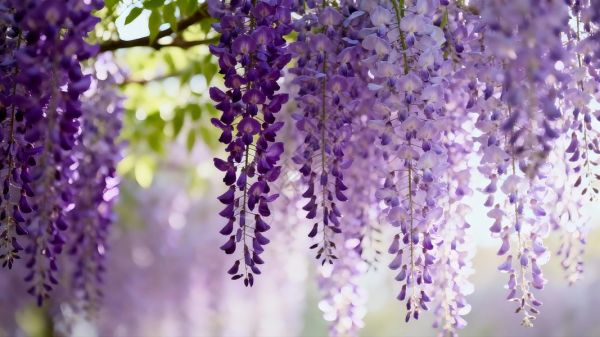 垂坠紫藤花帘虚化背景高清图片