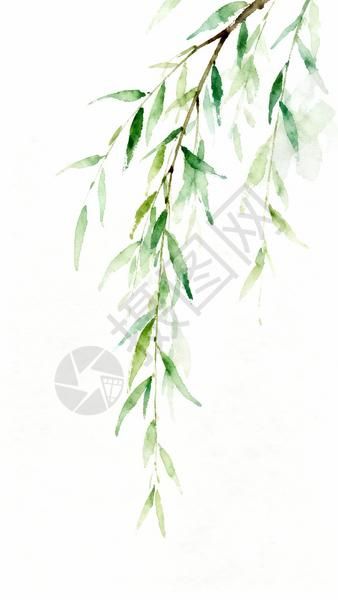 垂柳水彩画清新自然高清图片