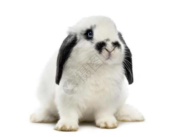 垂耳兔哺乳动物垂眸高清图片