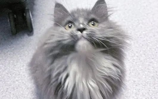银白高地猫是什么品种?不了解的看过来。