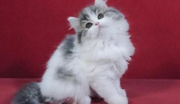 银白高地猫是什么品种?不了解的看过来。