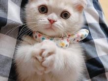 超萌 折耳猫 找新家啦-多只可选-疫苗全