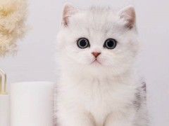 猫苑直销多只折耳猫宝宝,身体健康 品相好价格合理