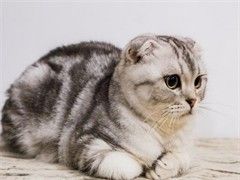 纯种折耳,猫舍繁殖,健康纯种,品质保障