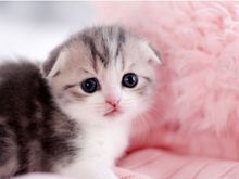 较大CFA认证猫舍自家繁殖纯种折耳猫 可上门 看父母