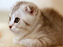 自家猫舍繁育折耳猫 包纯种 包健康