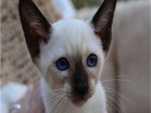 猫舍直销多只折耳猫宝宝,身体健康 品相好价格合理