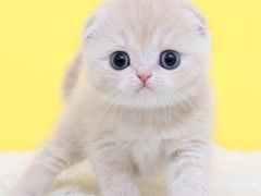 折耳猫品相优良、基因稳定,活泼有生气,动作灵活转让