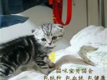 短毛幼猫,猫舍繁殖,健康纯种,品质保障
