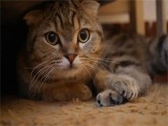 纯种折耳猫出售 疫苗做齐 终身质保签协议