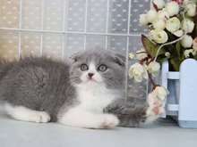 高品质英短银渐层猫咪折耳猫银渐层 找新家