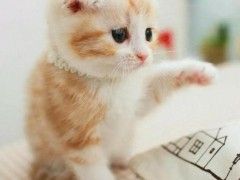 猫苑直销多只折耳猫宝宝,身体健康 品相好价格合理