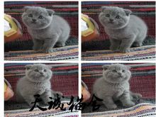 折耳幼猫,猫舍繁殖,健康纯种,品质保障