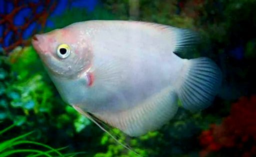 招财鱼混养指南：哪些鱼能与招财鱼和平共处？