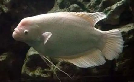 招财鱼混养指南：哪些鱼能与招财鱼和平共处？