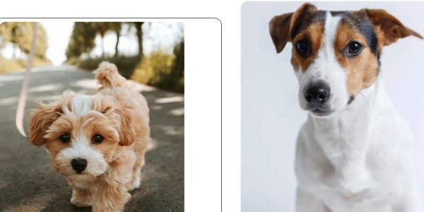 你的宠物产品很好,但为什么卖不出去?