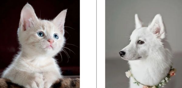 你的宠物产品很好,但为什么卖不出去?